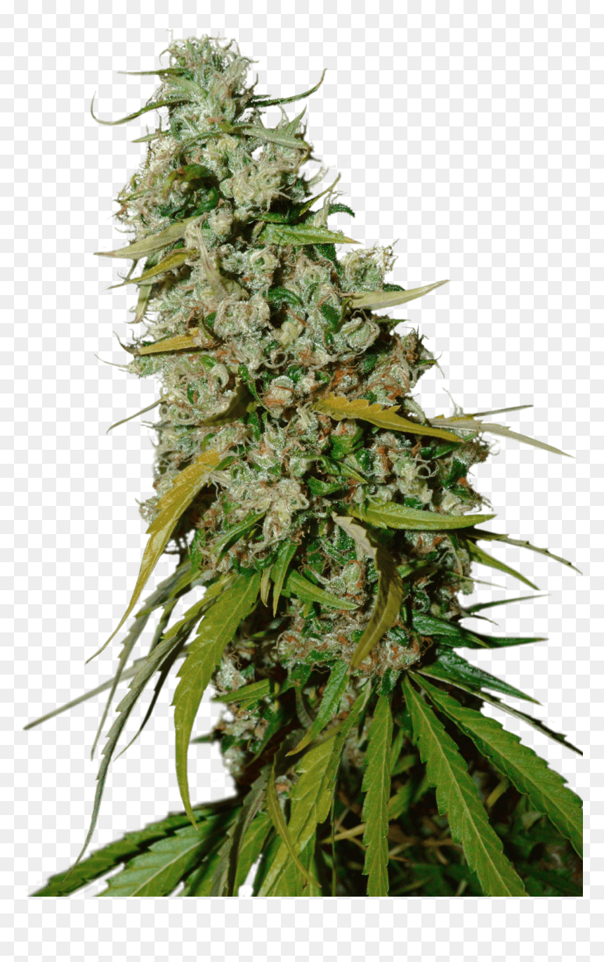 Buy Best Quality weed Online