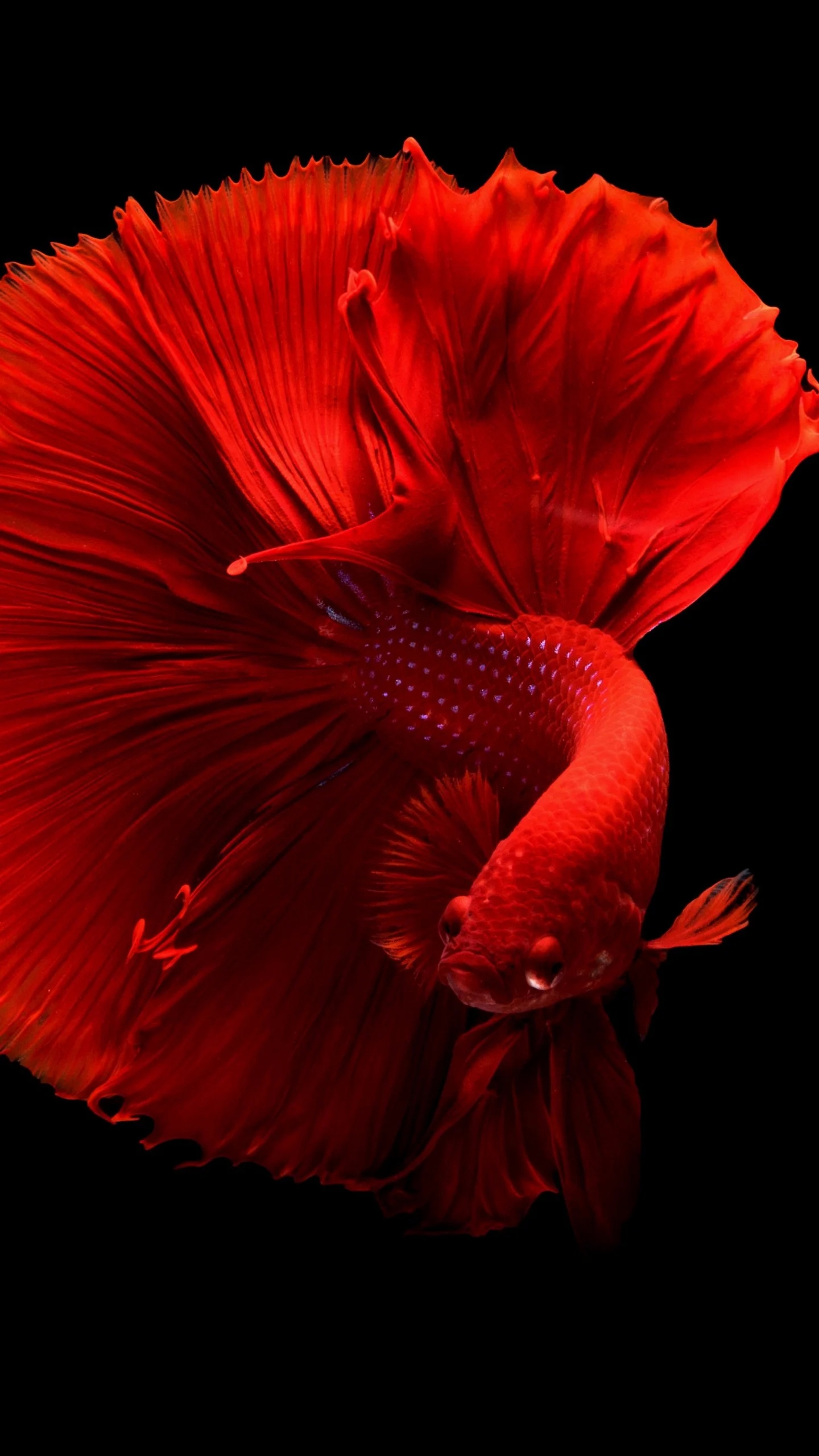 Pro Tips for Effective Betta Fish Maintenance