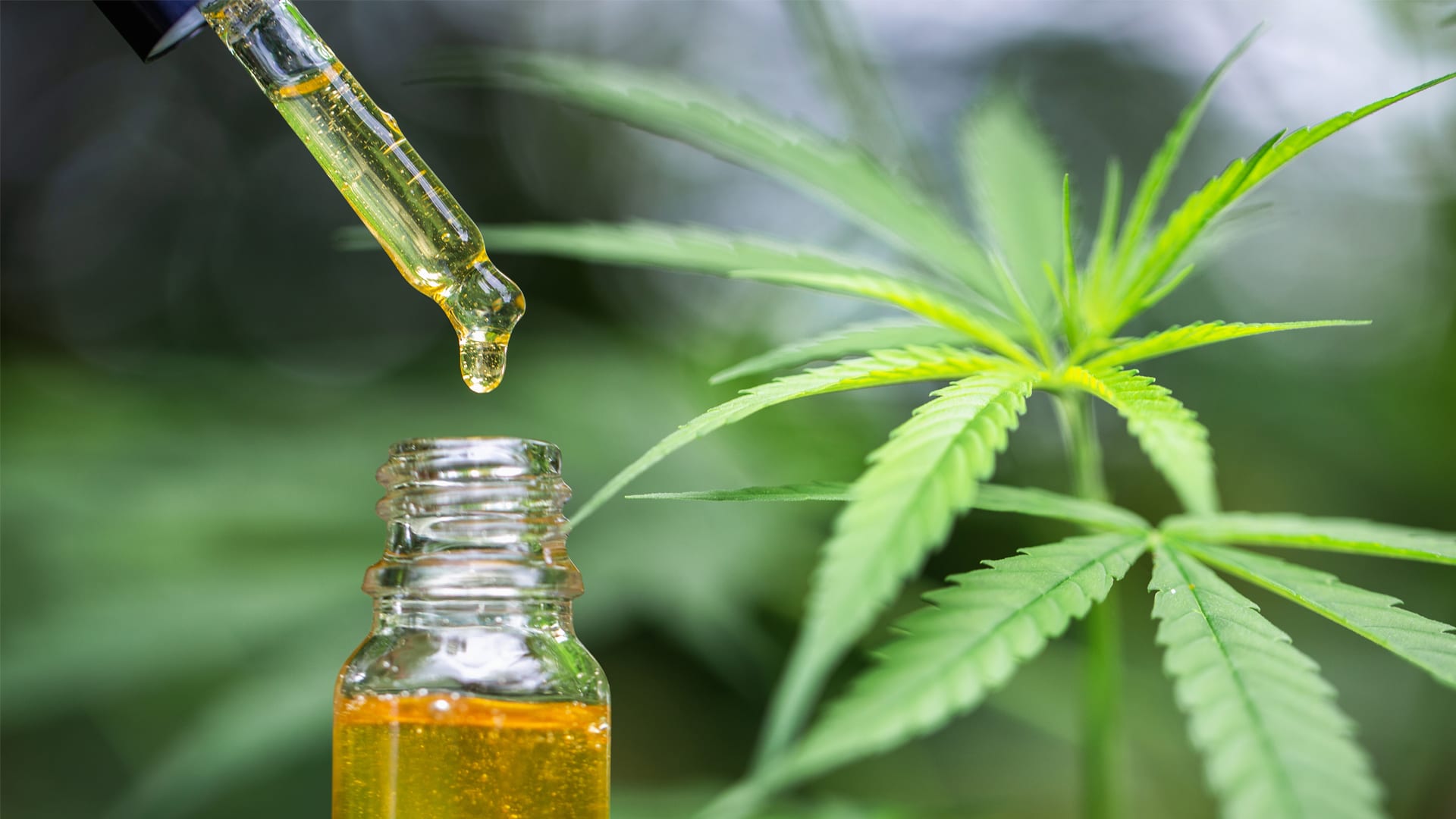 What you should Know About the Several types of CBD Oil Available in Denmark